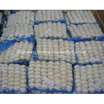 High Quality Fresh White Garlic